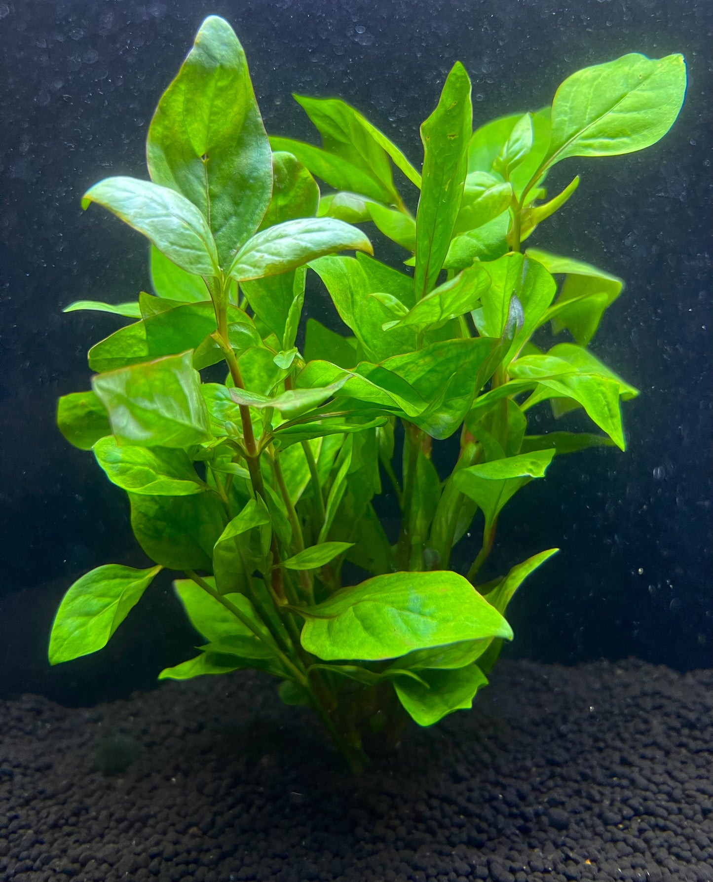 Cuban Ludwigia Aquatic Plant