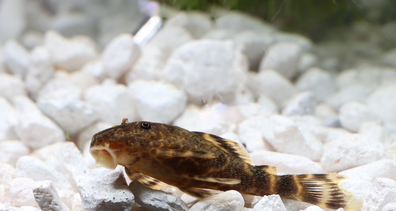 Clown Plecostomus L104
