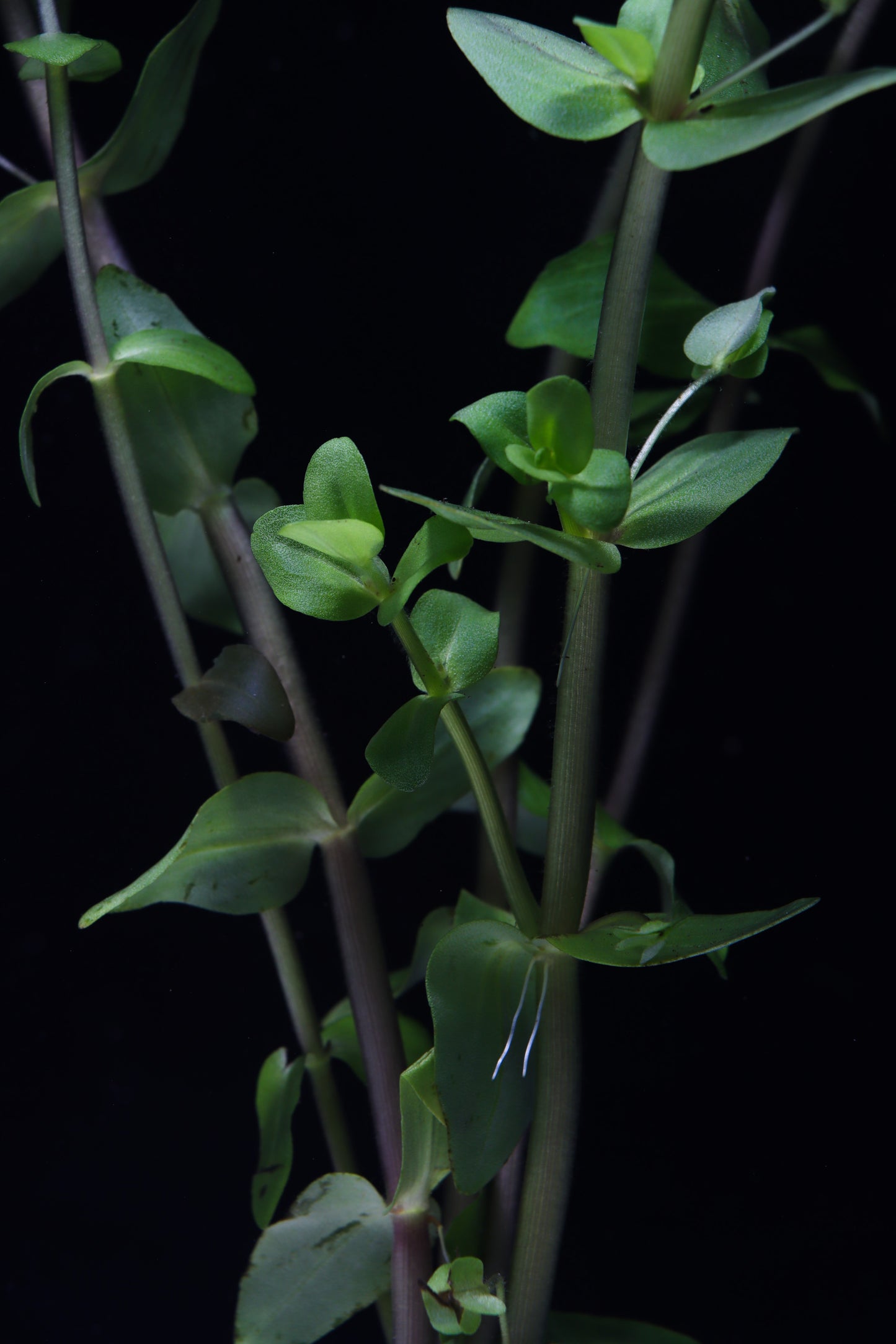 Bacopa