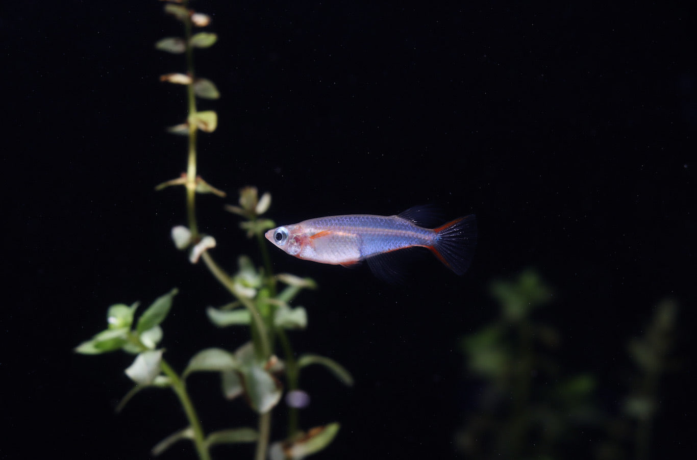 Sulawesi Cardinal Lampeye