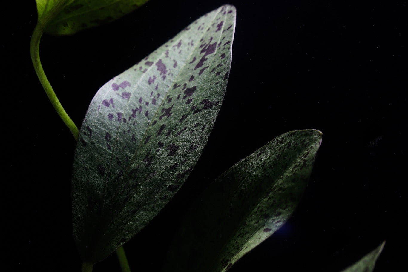 Echinodorus Ozelot Green Sword Plant