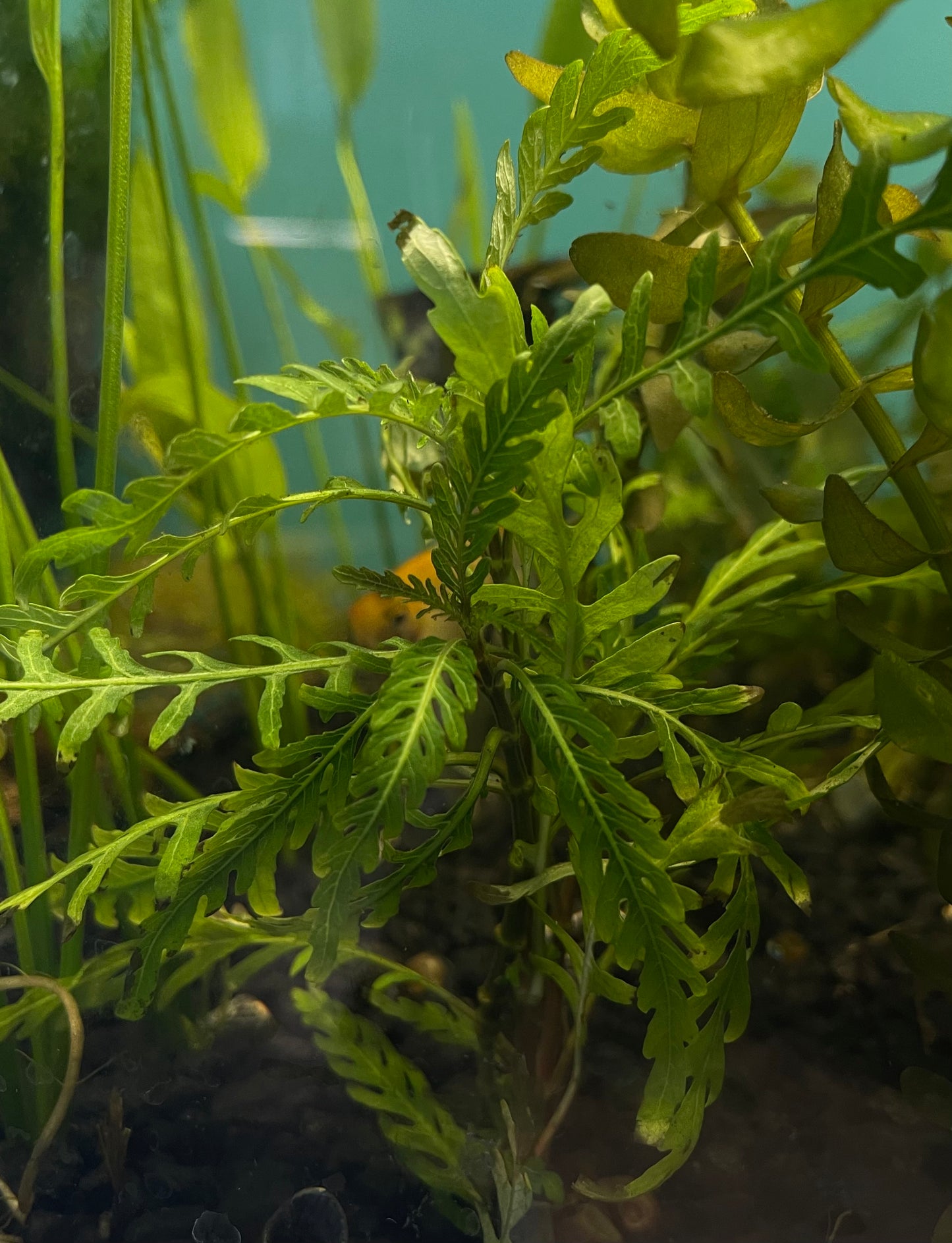 Hygrophila Pinnatifida