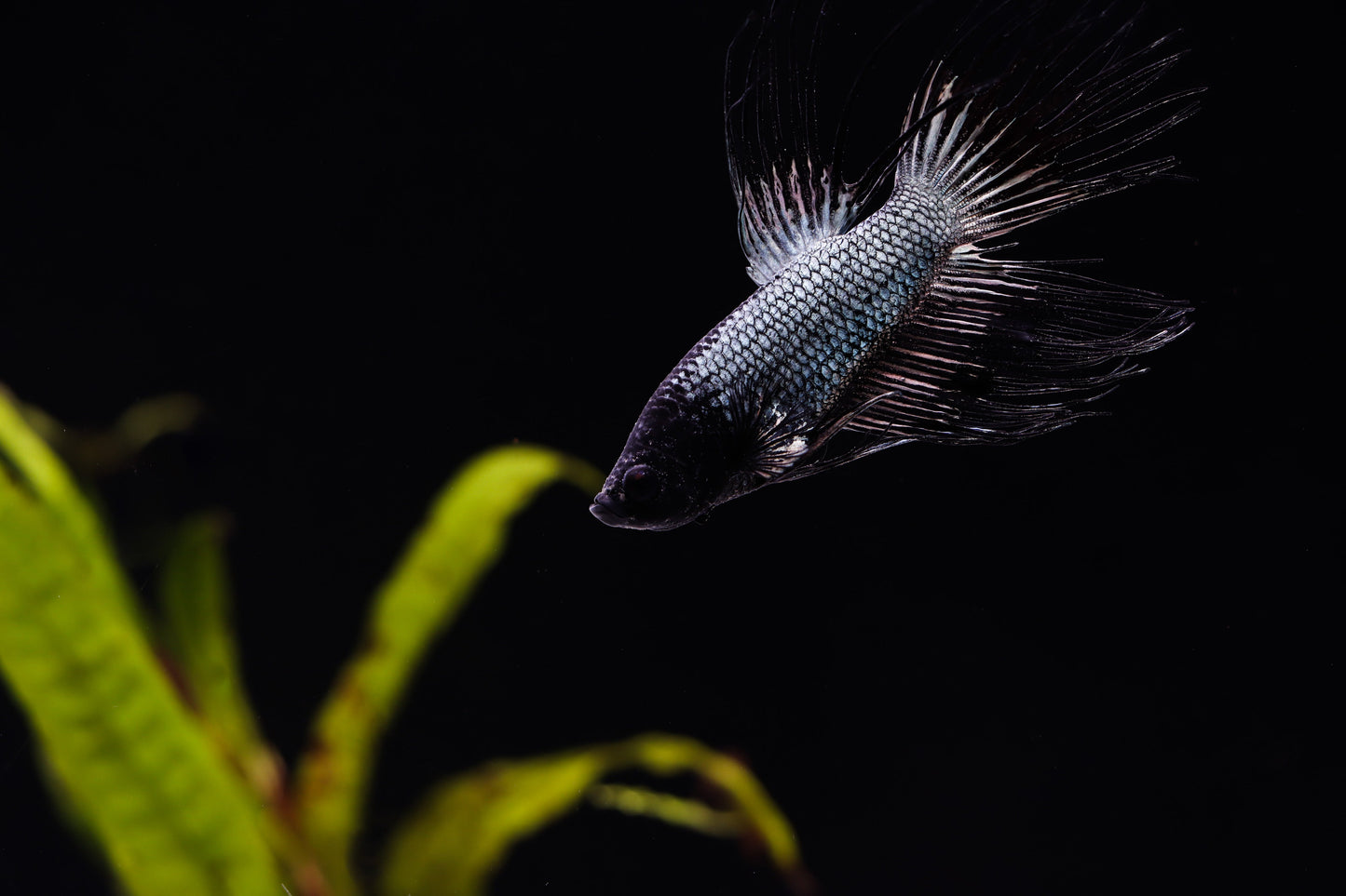 Super Black Crowntail Male Betta Fish