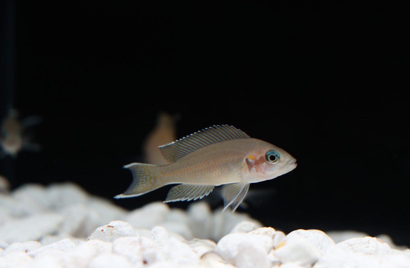 Neolamprologus Brichardi Cichlid