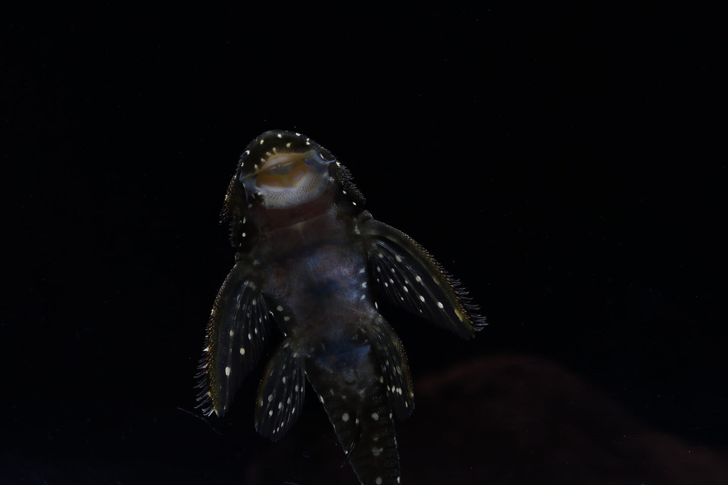 Flat Flyer Plecostomus L 235