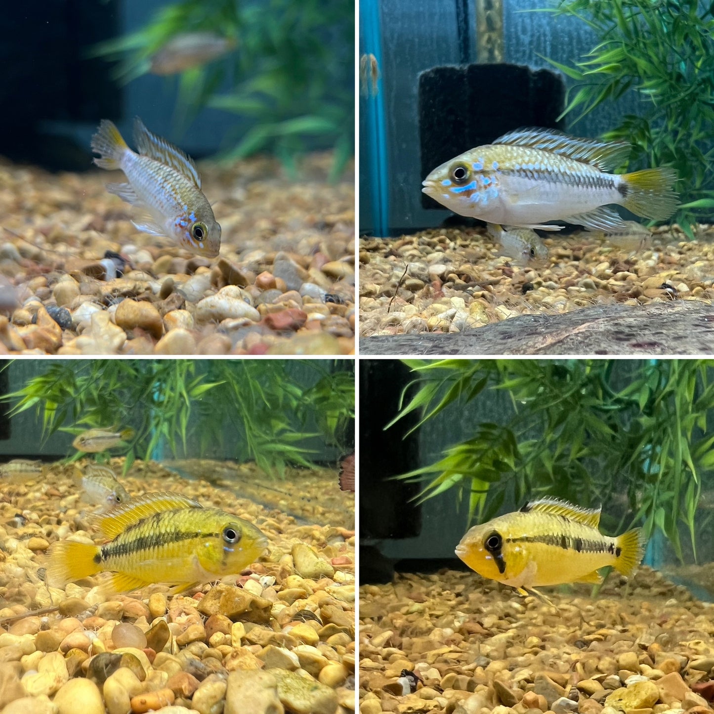 Apistogramma cf. Ortegai "Pebas"