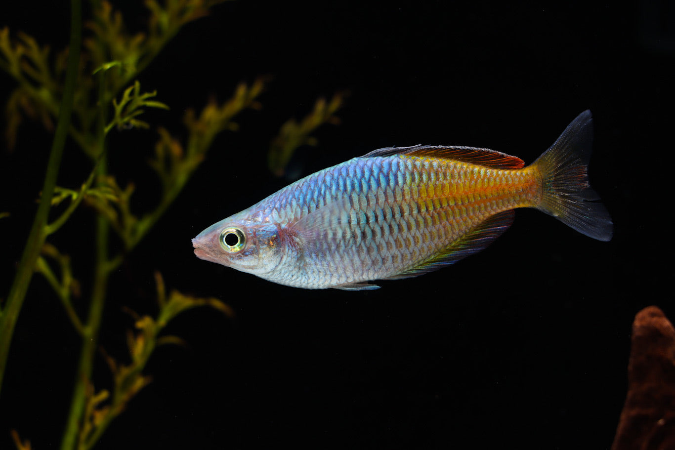 Orange Boesemani Rainbow