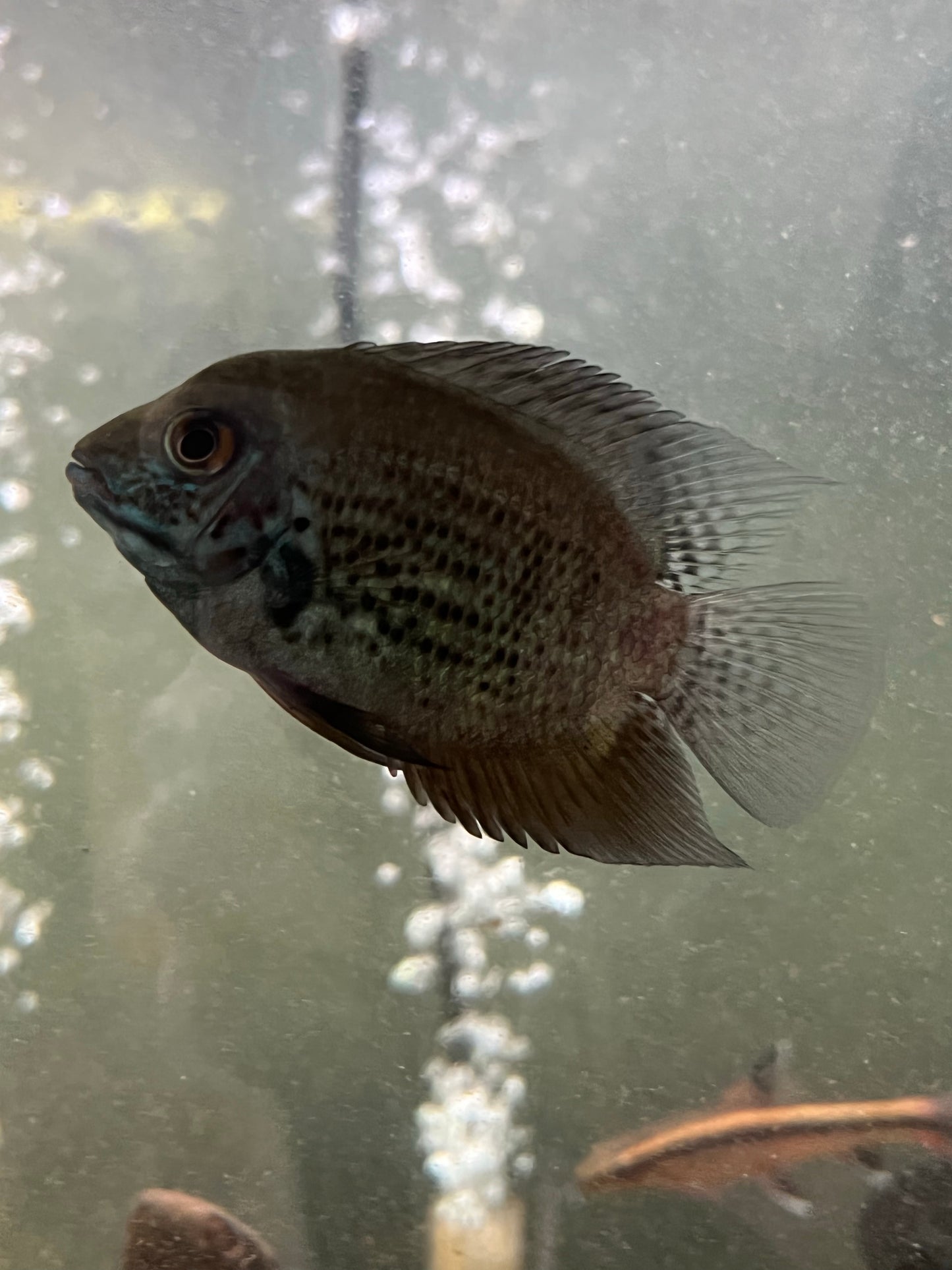 Peruvian Green Severum Cichlid