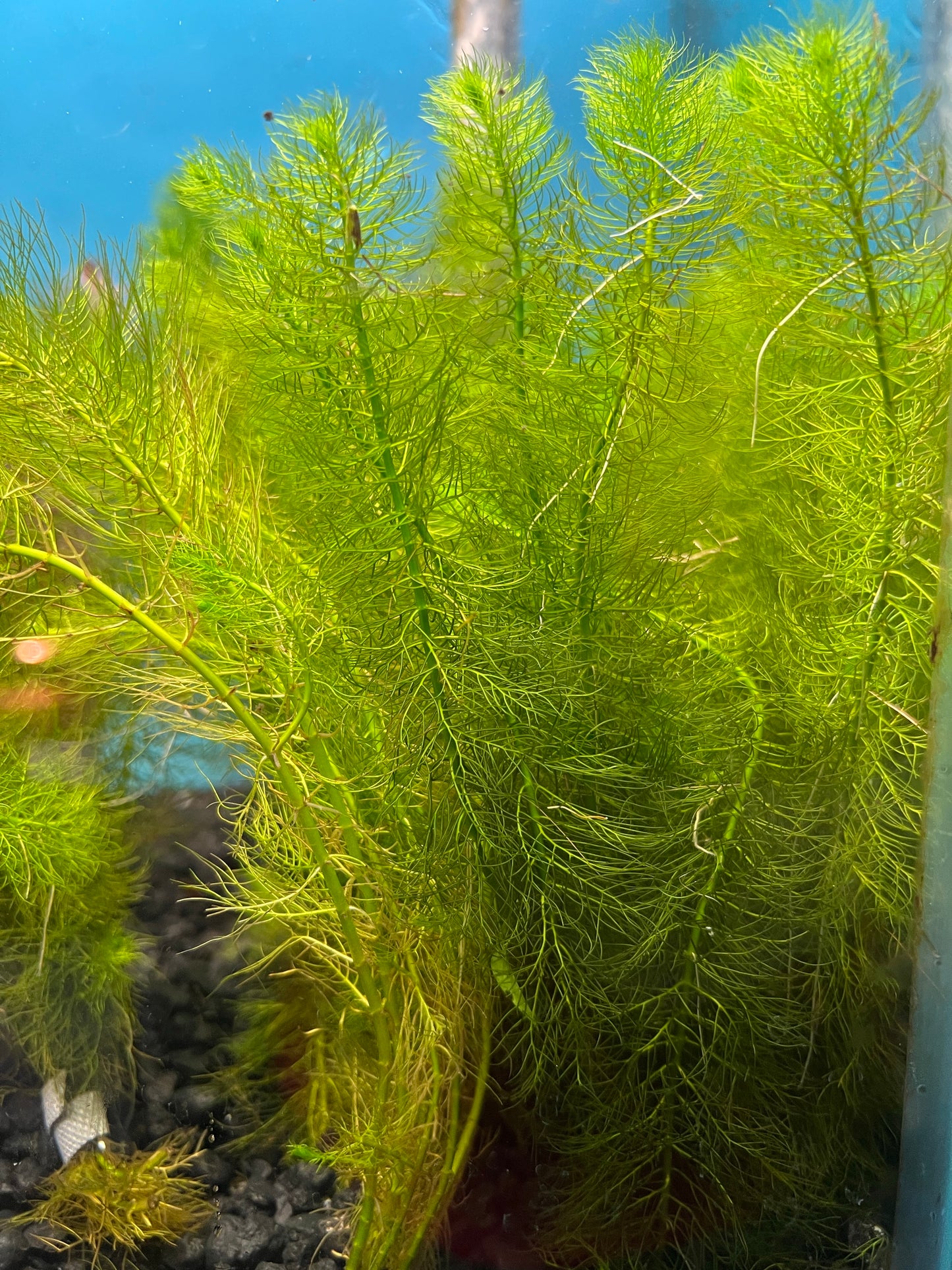 Green Myrio Aquatic Plant