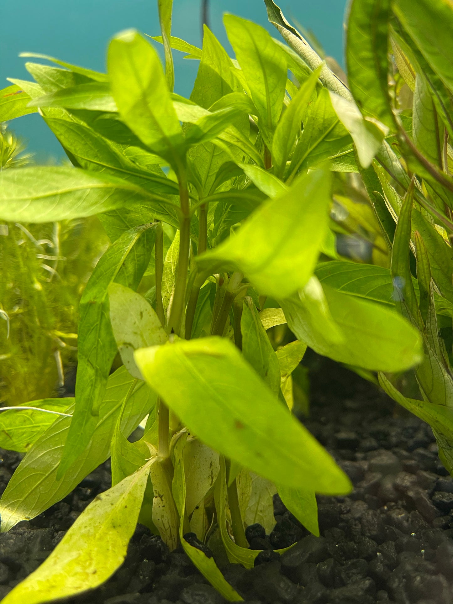Hygrophila Salicifolia Plant