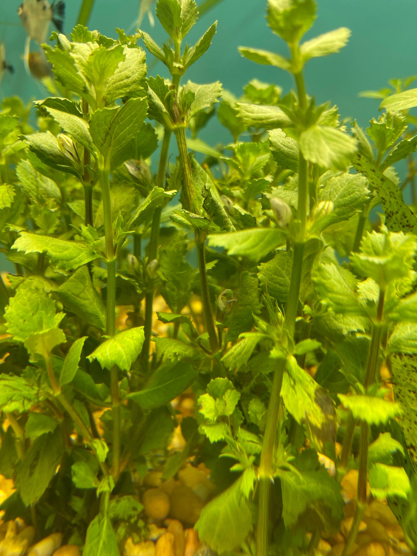 Water Wisteria Aquatic Plant