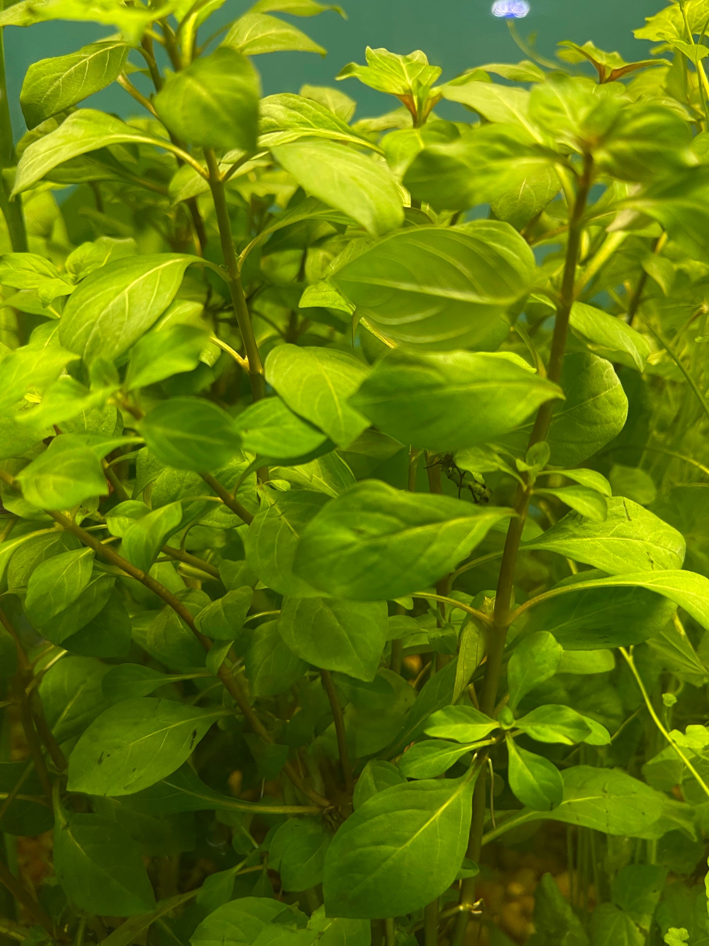 Ludwigia Aquatic Plant