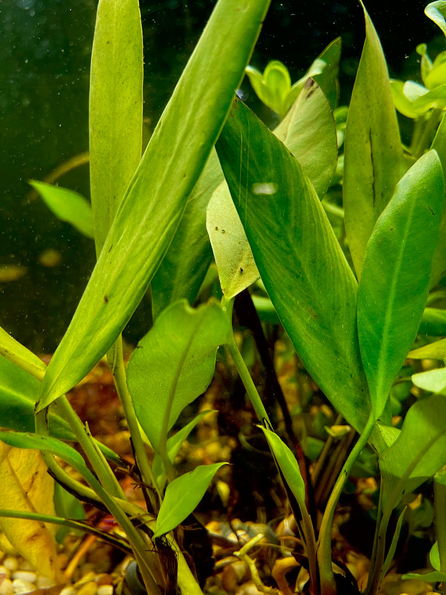 Asst Anubias Aquatic Plant