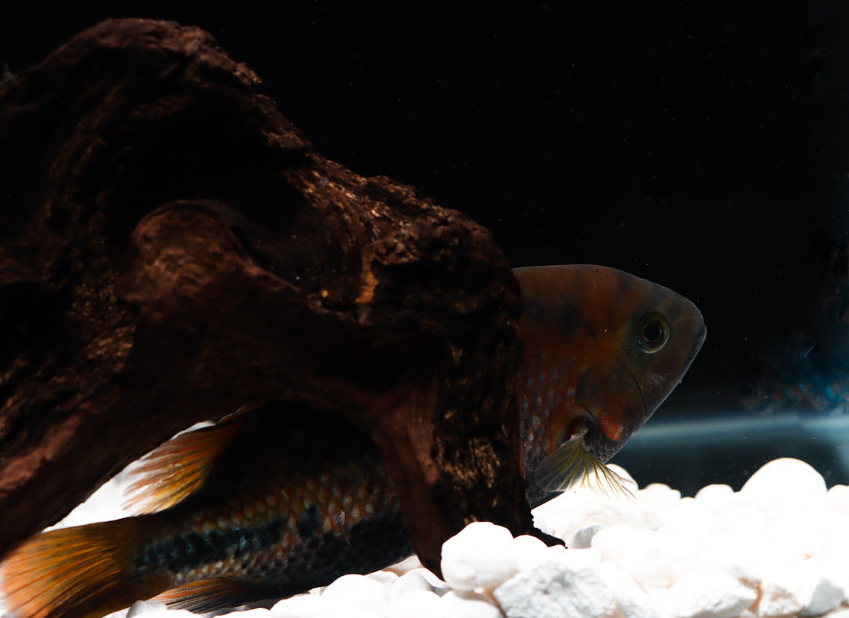 Vieja Melanura Cichlid