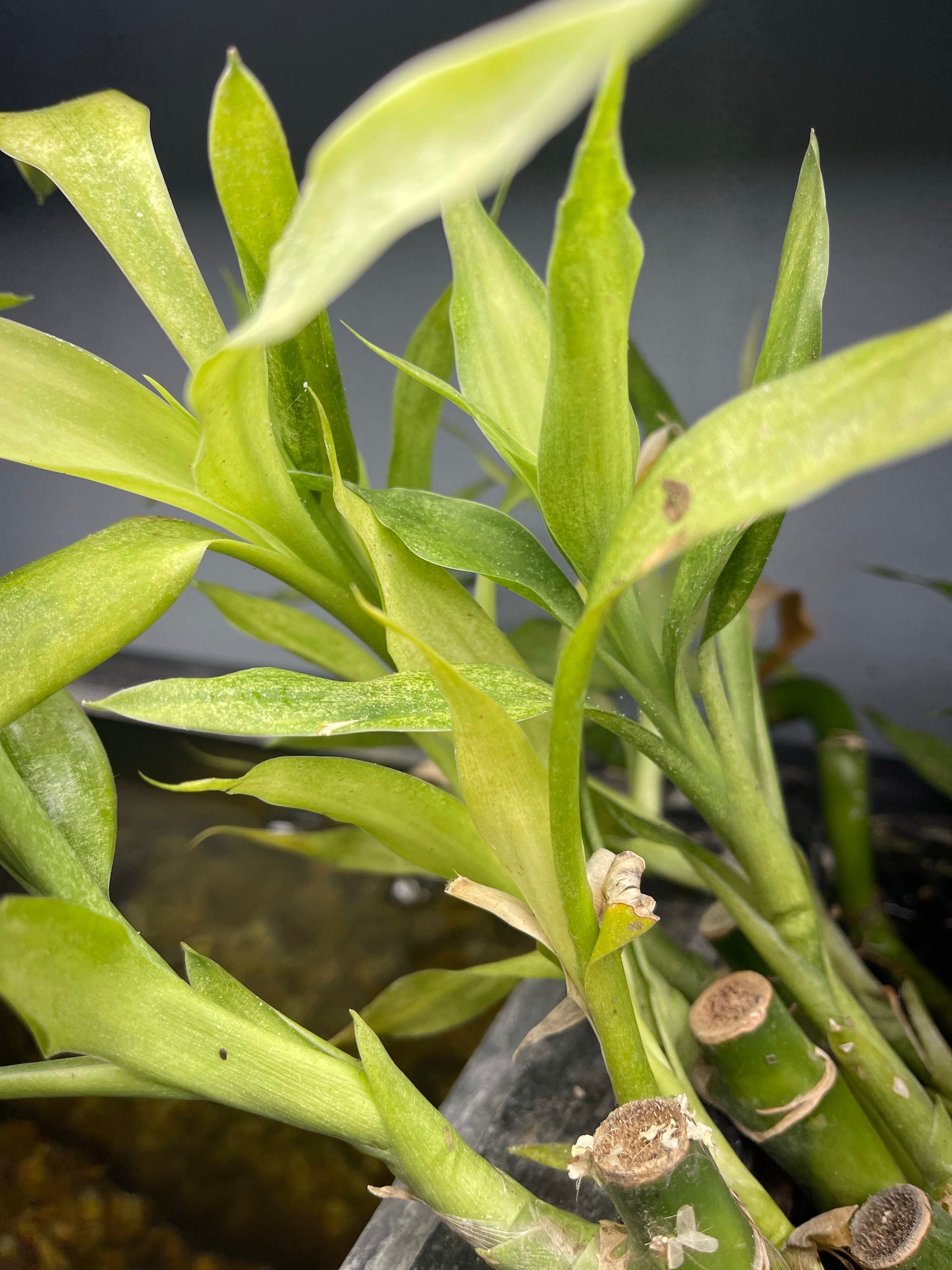 Lucky Bamboo Plant