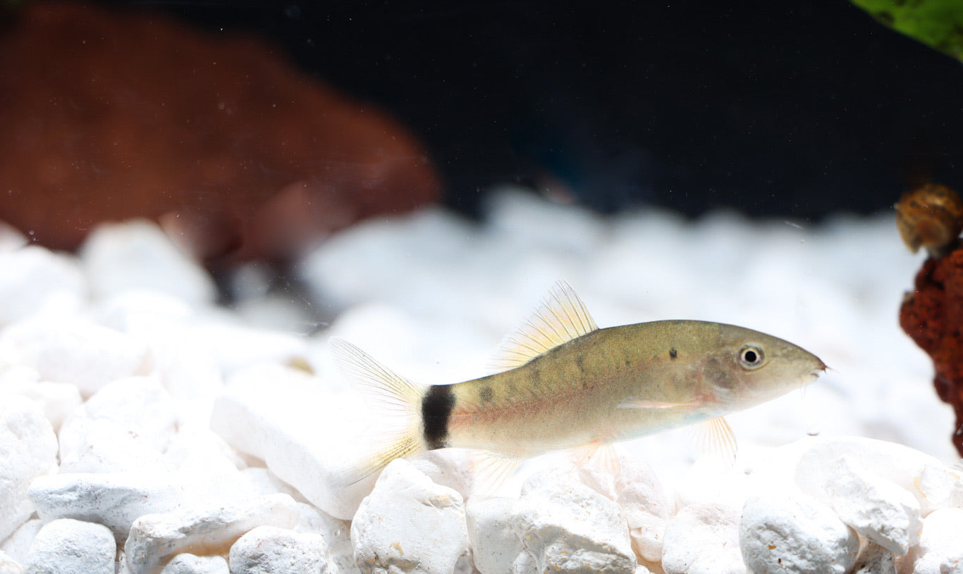 Loach