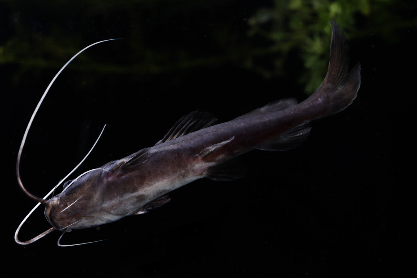 Asian Redtail Catfish