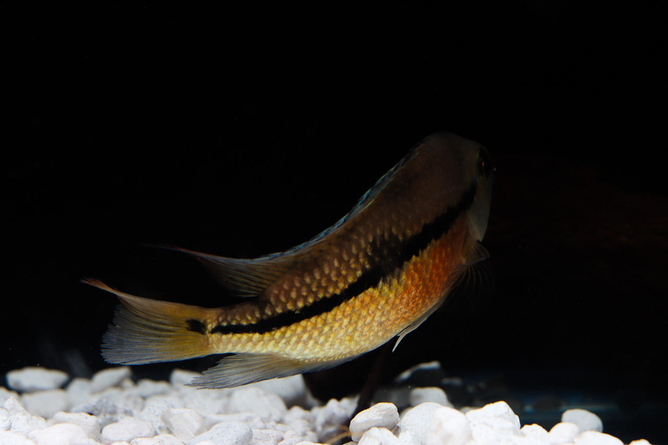 Hypsophrys Nicaraguenses F2 Cichlid