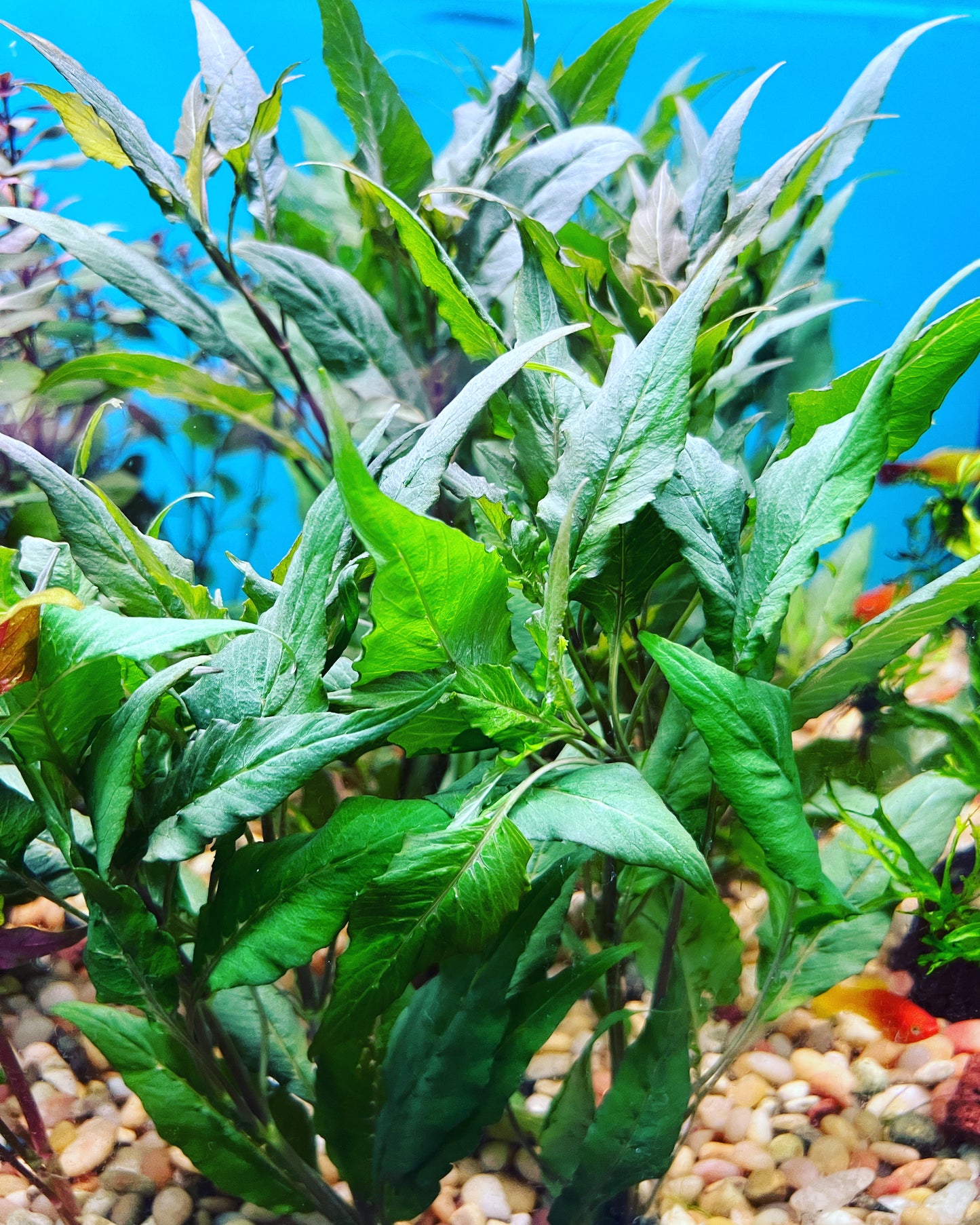 Blue Hygrophila Aquatic Plant