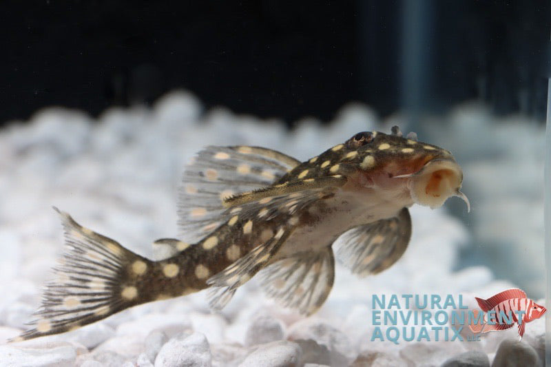 Snow ball Plecostomus L142