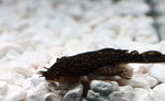 Load image into Gallery viewer, Spotted Medusa Plecostomus L 255
