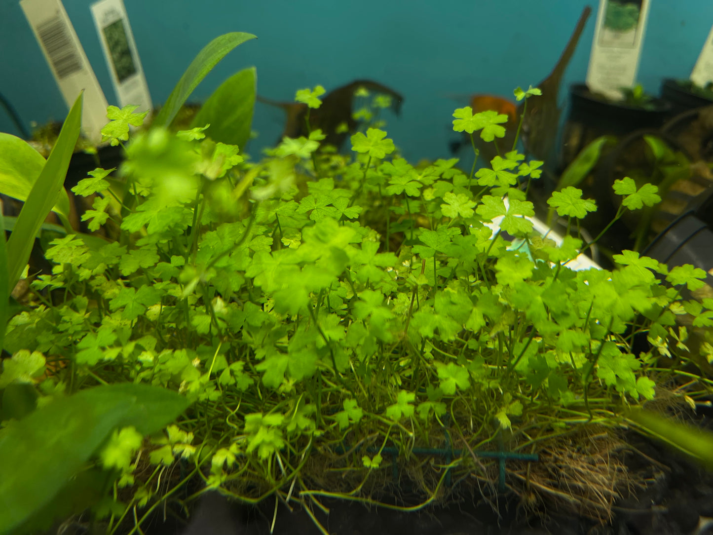 Four Leaf Clover Mat