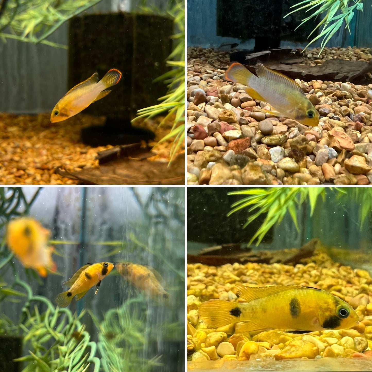 Apistogramma nijsseni "Panda"