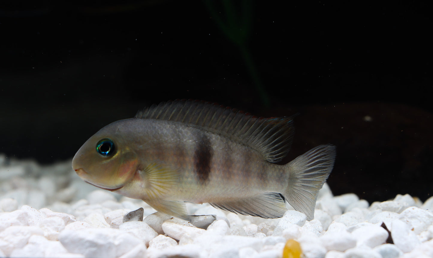 Neetropolus Nematopus Cichlid