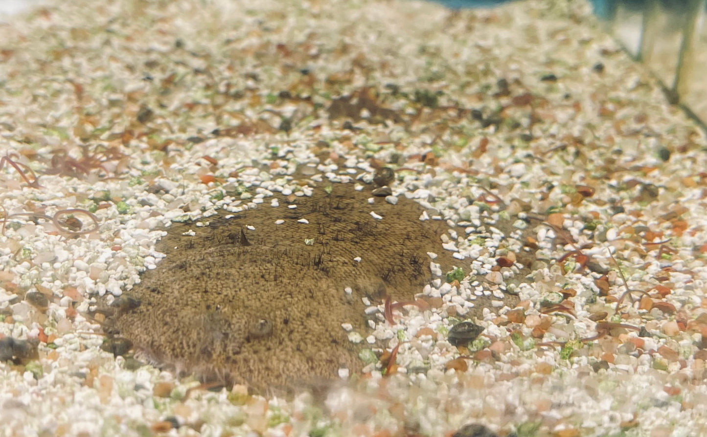 Hogchoker Flounder