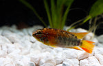 Load image into Gallery viewer, Apistogramma Macmasteri &quot;Red Neck&quot;
