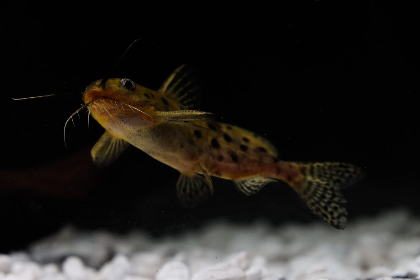 Synodontis Ocellier Catfish