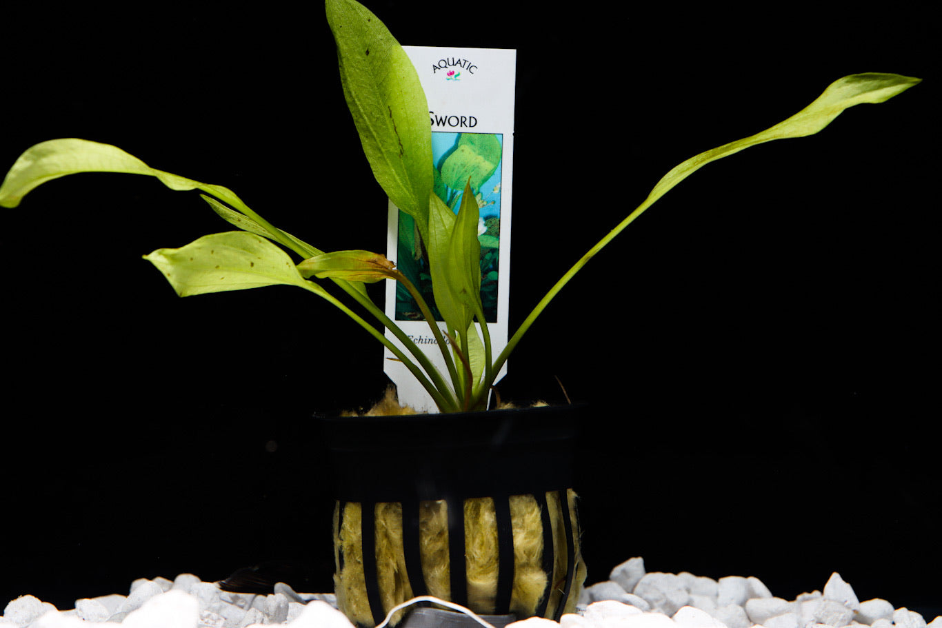 Asst Potted True Aquatic Sword