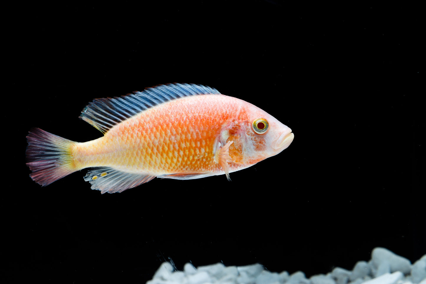 african cichlid
