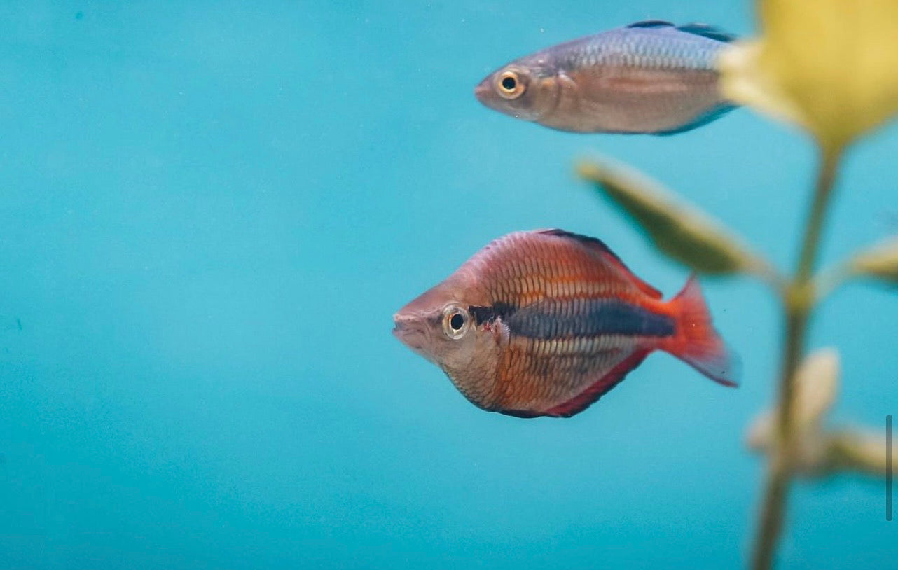 4 Pack (2 Pairs) Orange Boesemani Rainbowfish – Live Freshwater Aquarium Fish M/L