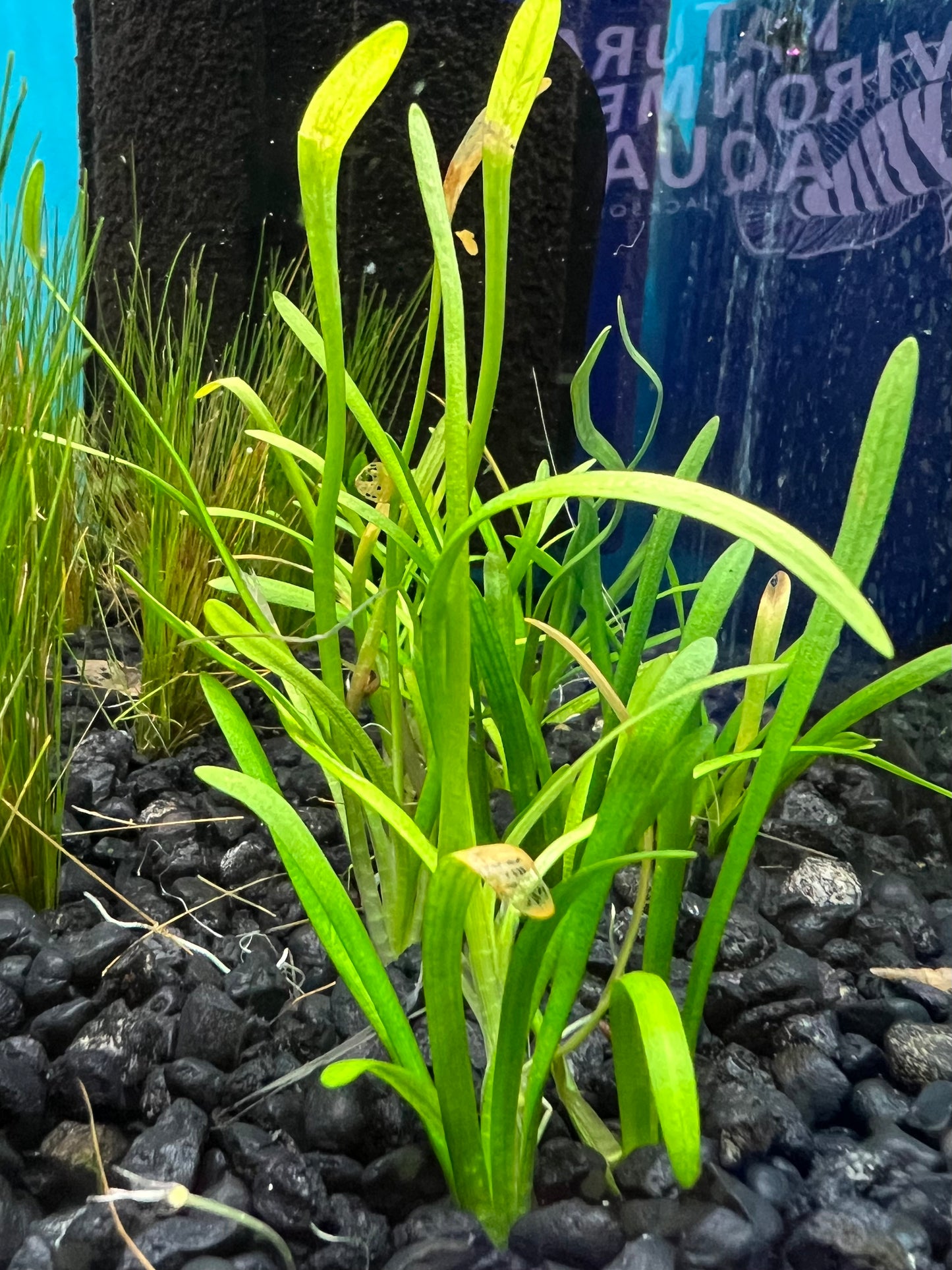Dwarf Sagittaria Aquatic Plant