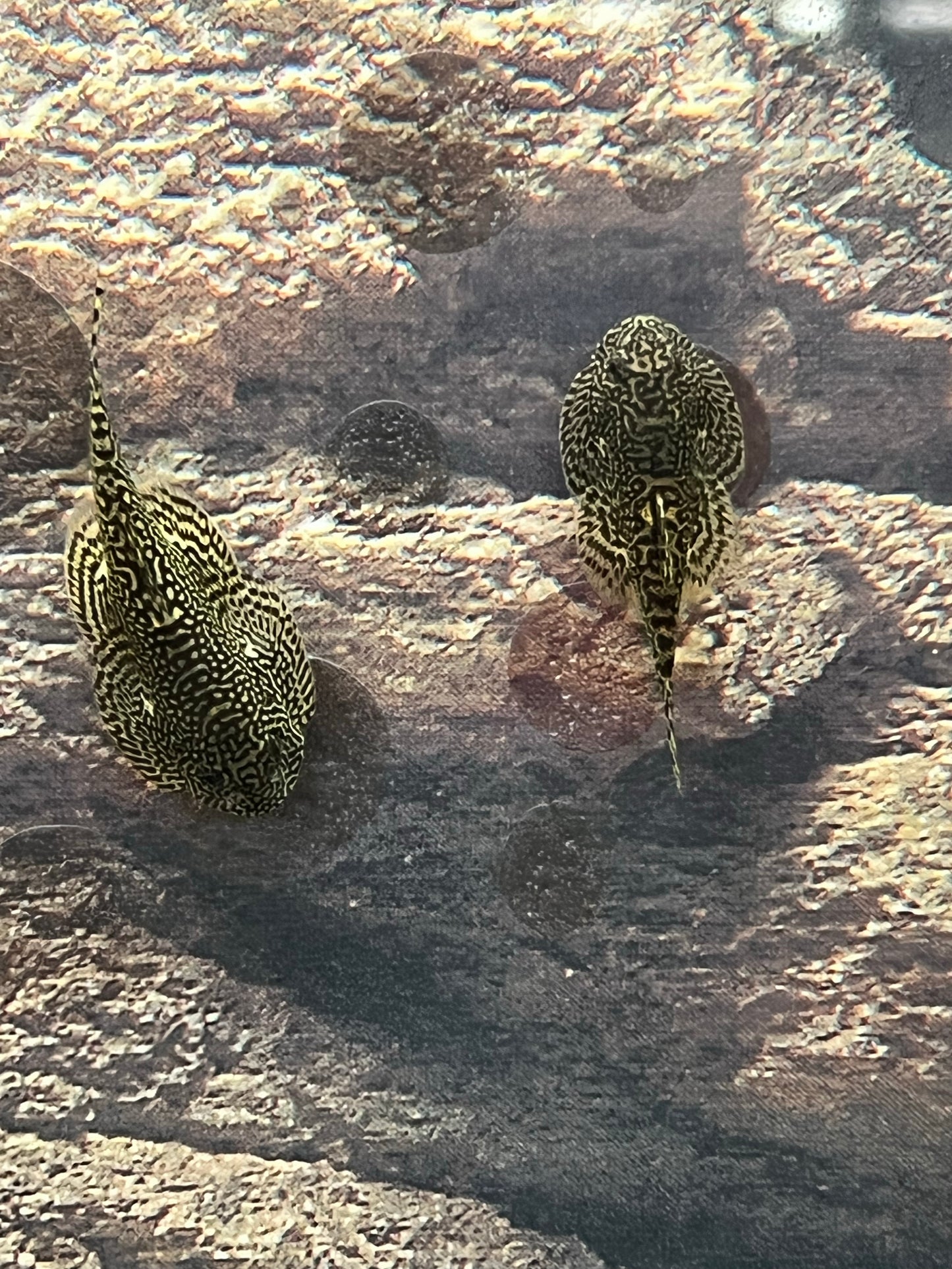 Reticulated Hillstream Loach