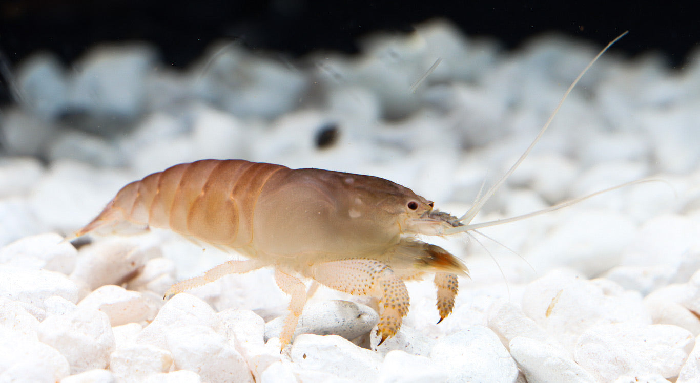 Blue African Viper Shrimp "Atya Gabon"
