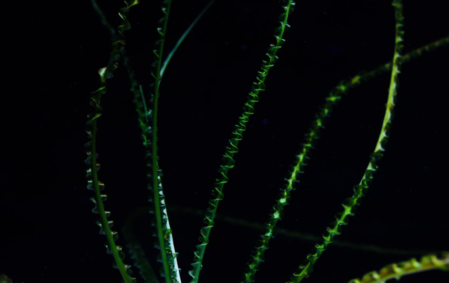 Crinum Calamistratum