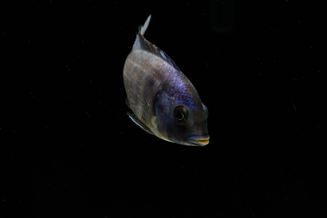 african cichlid