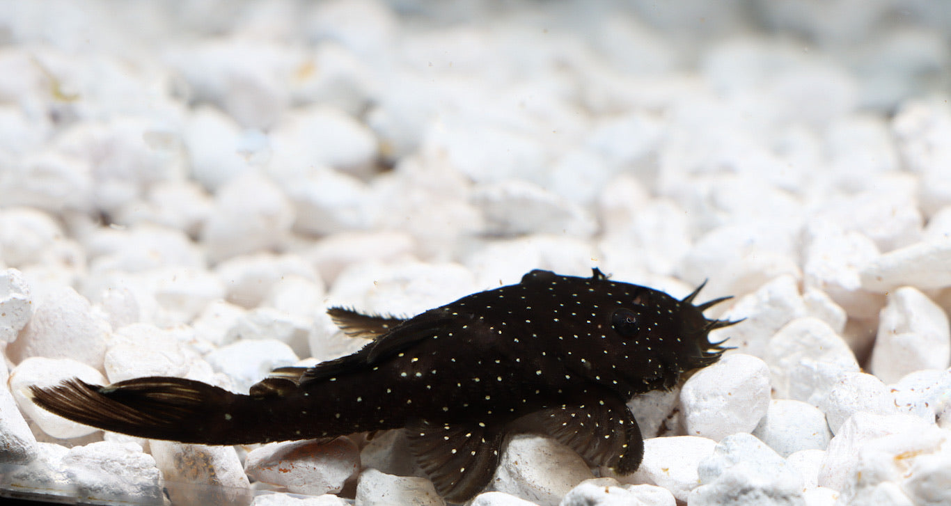 Spotted Medusa Plecostomus L 255