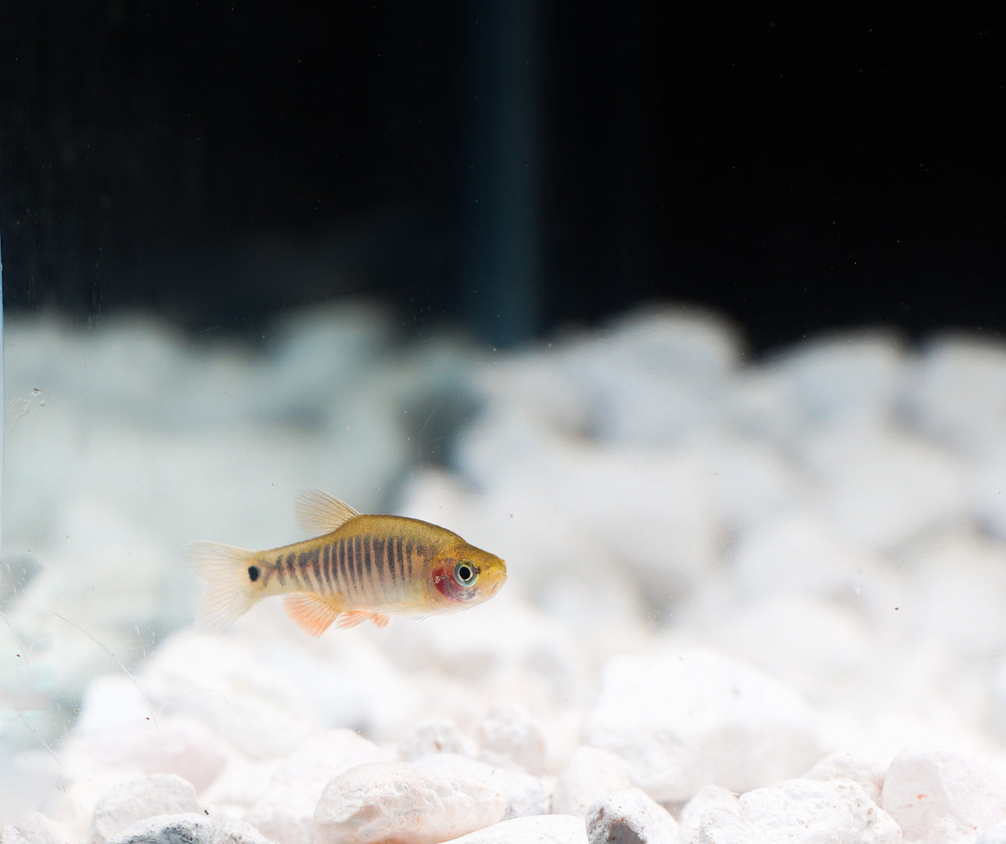 Emerald Dwarf Rasbora