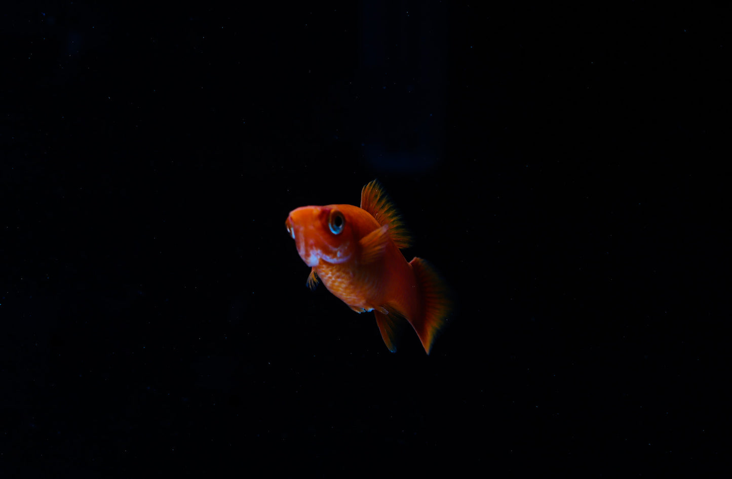 Red Vampire Swordtail