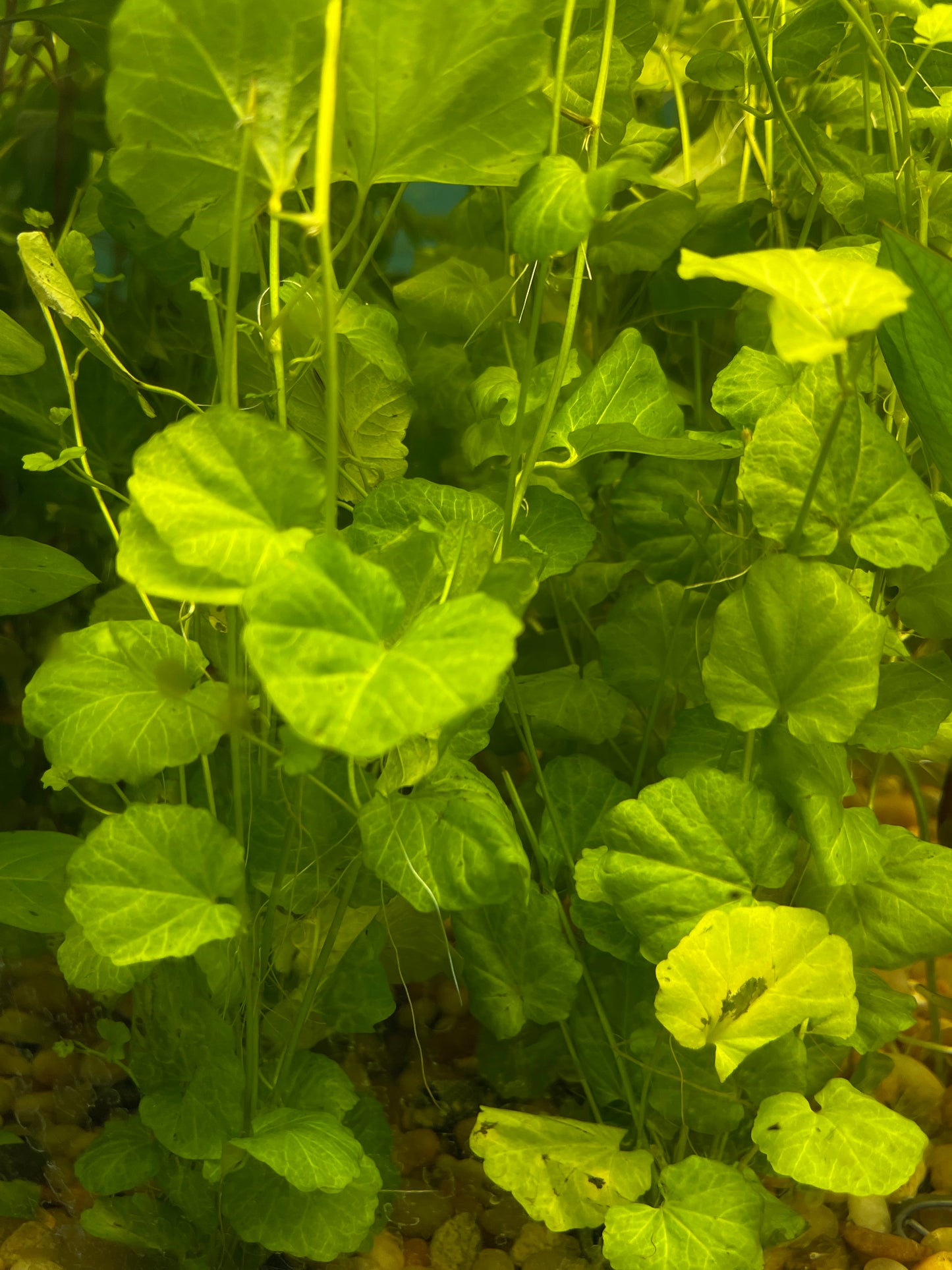 Cardamine Lyrata Aquatic Plant