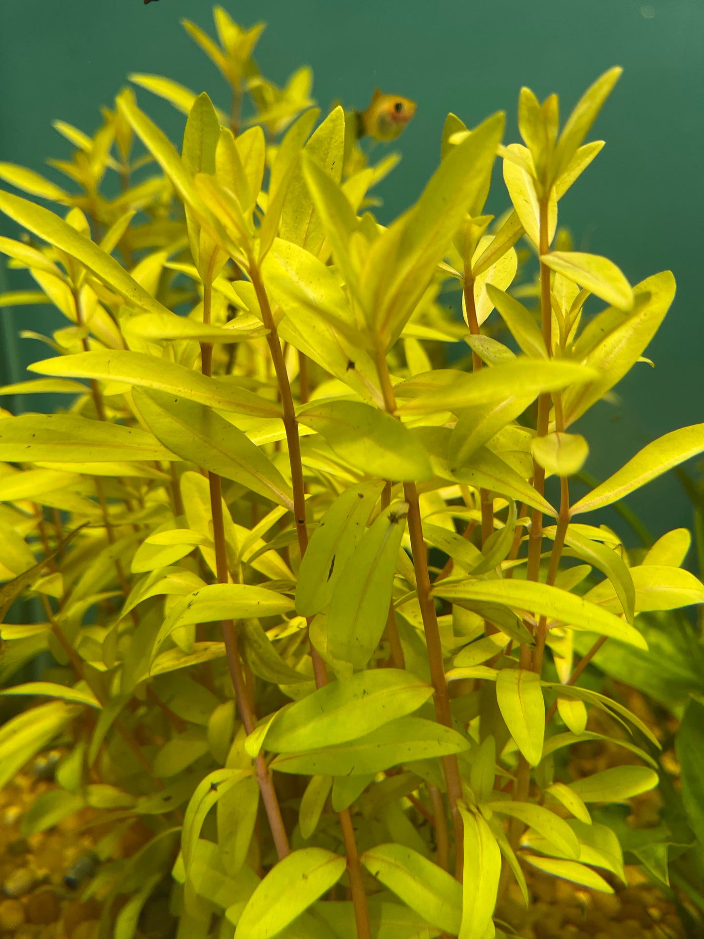 Golden Nesaea Aquatic Plant