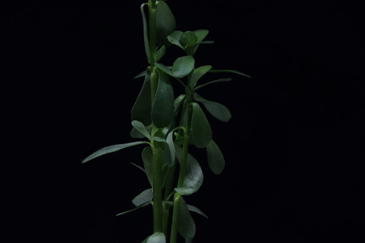 Moneywort Aquatic Plant