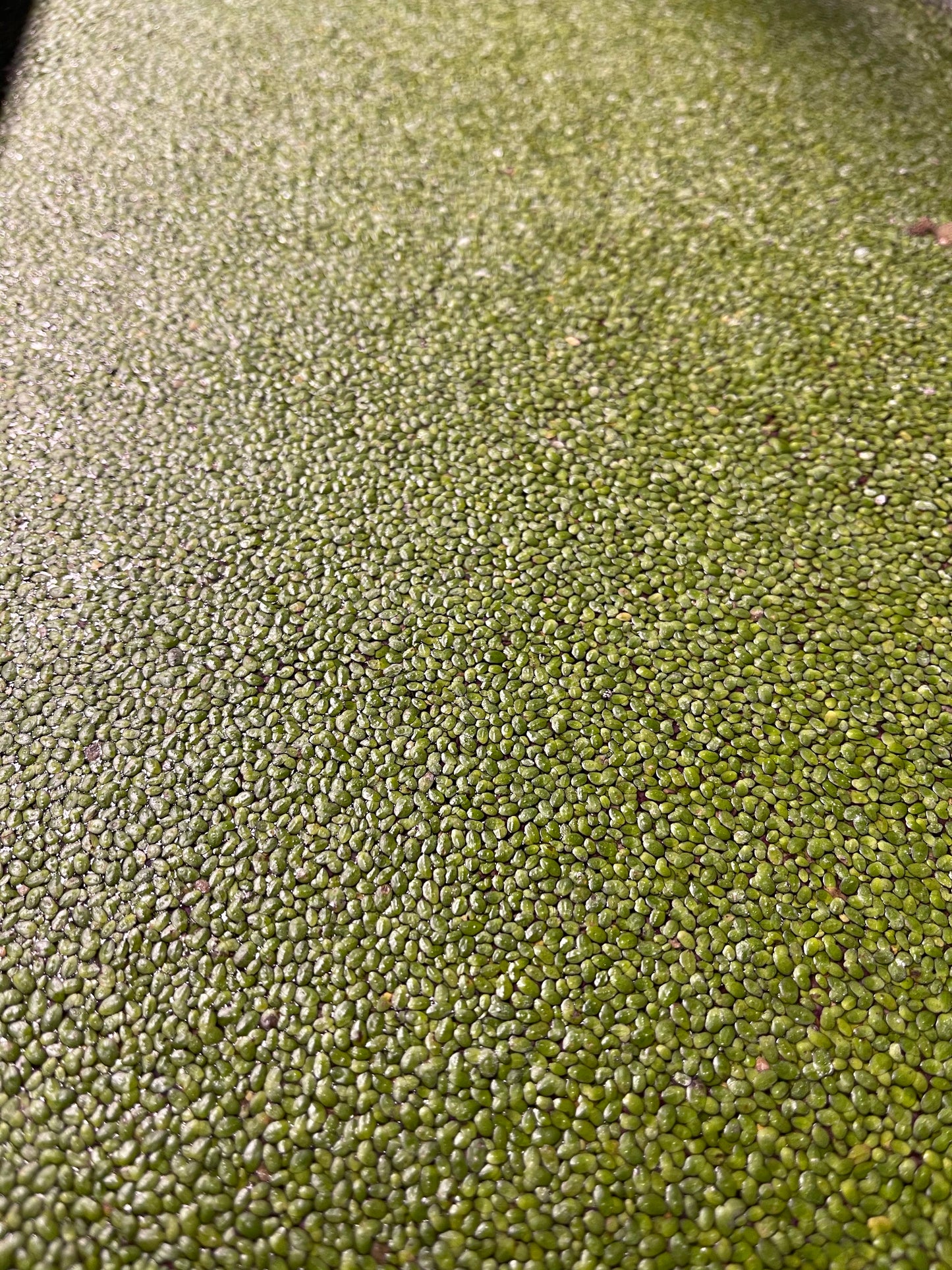 Duckweed