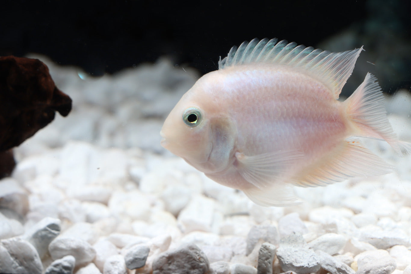 Snow White Parrot Convict Cichlid Juveniles