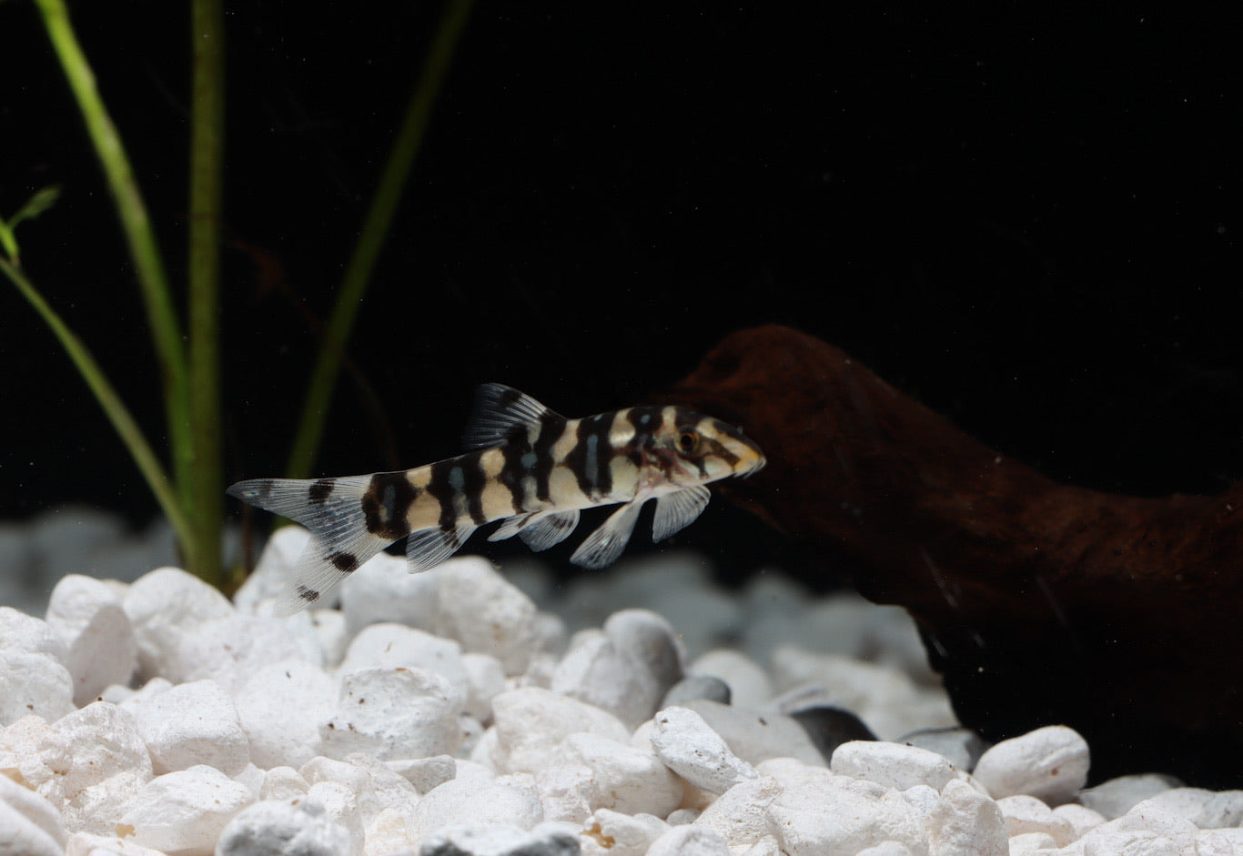 Loach