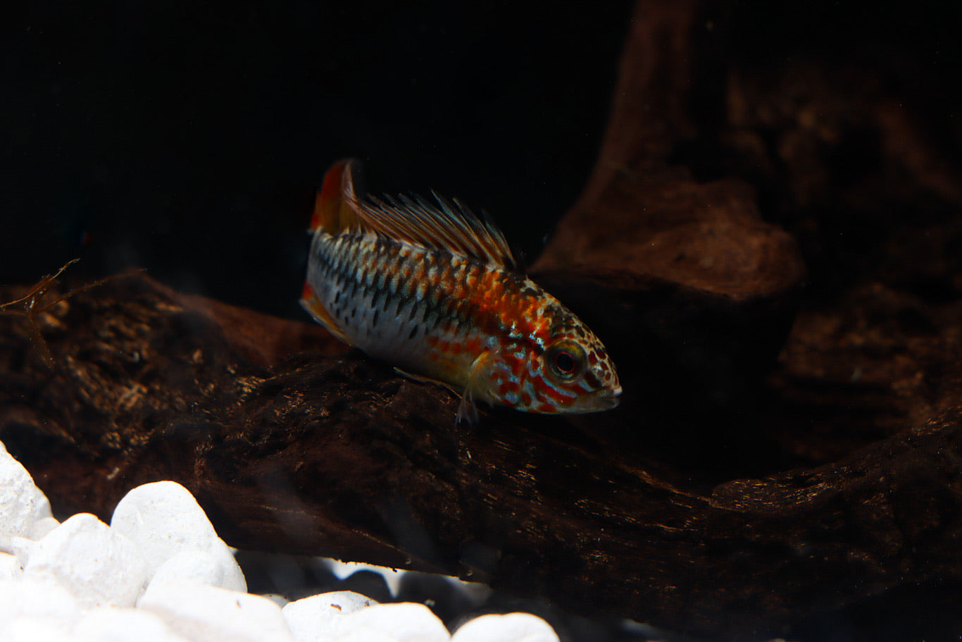 Apistogramma Viejeta