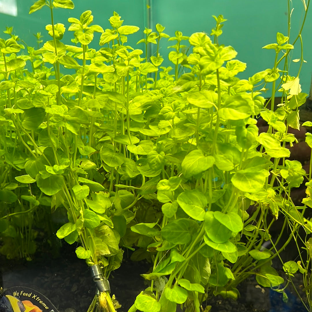 hanging charlie plant Creeping Charlie (Micromeria Browneii) – Natural Environment Aquatix